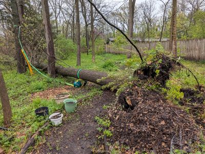 Oak Tree Cleanup Header
